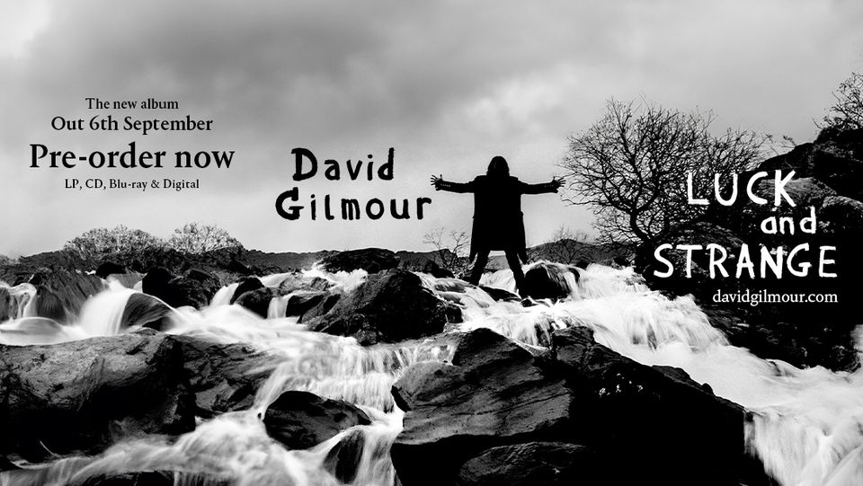 david